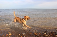 Hastings Hounds Dog Walkers & Pet Care Service Hastings East Sussex Logo 