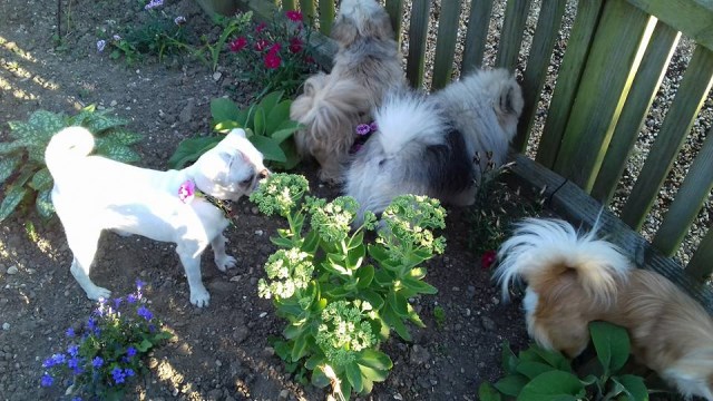 Dogs at The Old Dairy