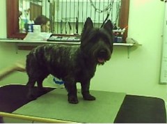  Suffolk Suffolk Logo 