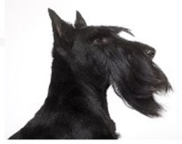 Brueik Dog Grooming Castle Cary Somerset Logo 