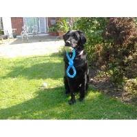 Pets Contented Home Dog Boarding Chelmsford, Near Maldon Essex Logo 