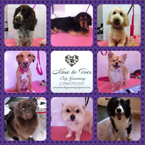 Nose to Toes Dog Grooming