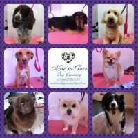 Nose to Toes Dog Grooming Welshpool Powys Logo 