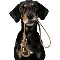 Dog Walking Loughton WALKY WALKIES Loughton Essex Logo 