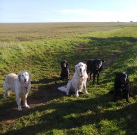 Stamford Dog Walking Stamford Lincolnshire Logo 