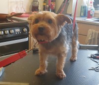 Waggitails Mobile Dog Grooming Swindon Wiltshire Logo 