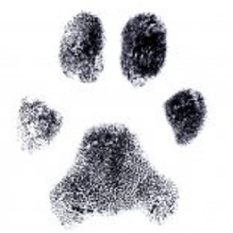 Twoofus Dog Grooming