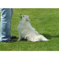 Freston Pet Dog Training Holbrook Suffolk Logo 