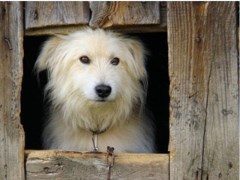 P.A.W.S Axminster Devon Logo 