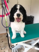 Paws and Pamper Dog Grooming Dunstable Bedfordshire Logo 