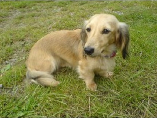 Barking Buddies Dog Care Service