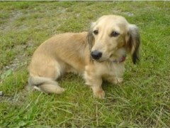 Barking Buddies Dog Care Service Saltash Cornwall Logo 