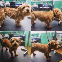 Star Paws Rudwick West Sussex Logo 