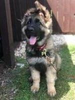 The Dogs Bollocks Faringdon Oxfordshire Logo 