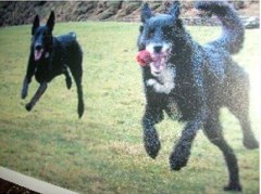 Au-Pair De Chien Fun Pet Dog Exercise Service Leeds West Yorkshire Logo 