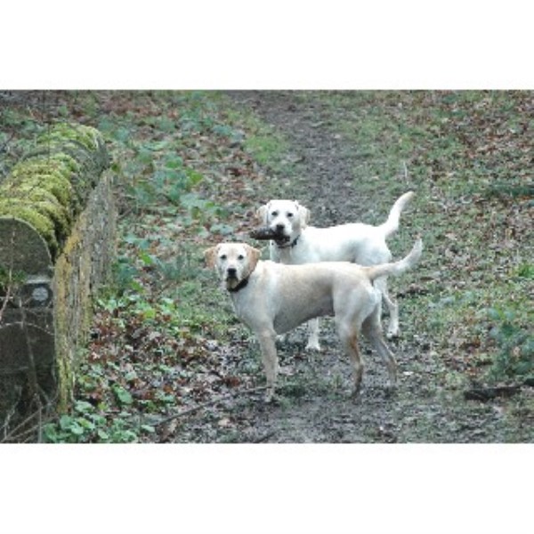 Haddington Hounds Dog Walking