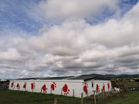 Cwtch Ni dog hotel Aberystwyth Ceredigion Logo 