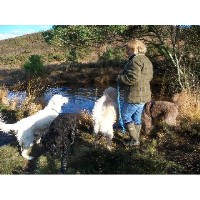 Dogtrekker Dorchester Dorset Logo 