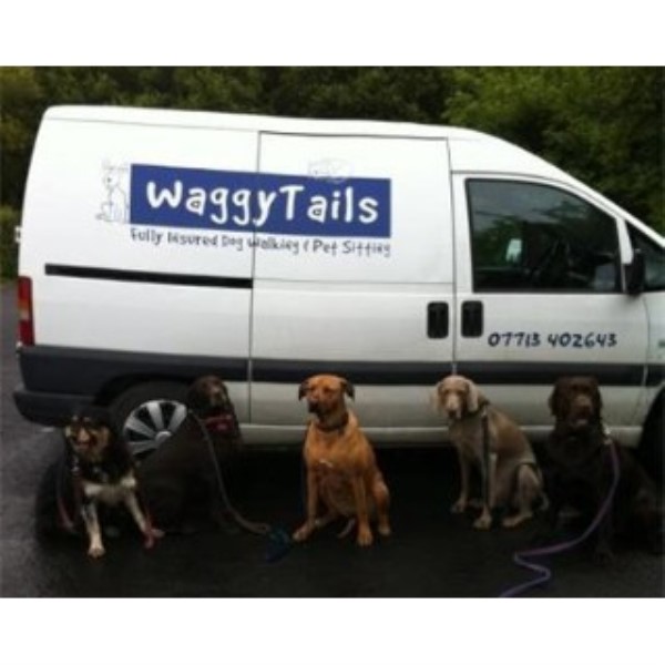 Dog Walking & Pet Sitting Service