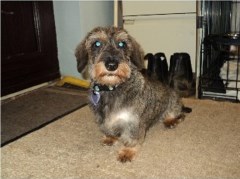 D for Dogs Grooming High Street, Bordon, Hampshire Logo 