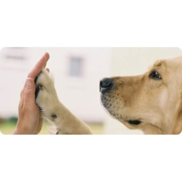 Dogs Naturally Dog Training