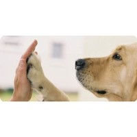 Dogs Naturally Dog Training Ash, Nr Canterbury Kent Logo 