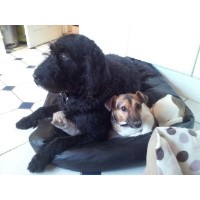 Walkies Briston Norfolk Logo 