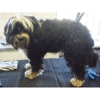 Lily's Dog Grooming Glos Gloucestershire Logo 