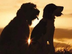 Dog Vacation Quarriers Village Inverclyde Logo 