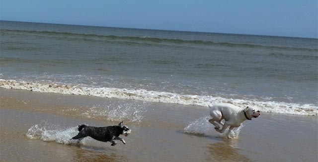 Paw Pals Saltburn, Redcar & Cleveland