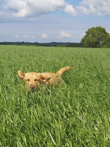 Fern's friends Dog walking and Pet sitting