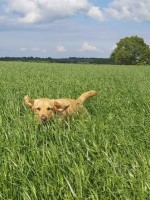 Fern's friends Dog walking and Pet sitting Barnard Castle Durham Logo 