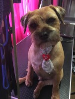 Tammy's  Dog  Grooming Redruth Cornwall Logo 