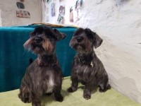 Doggie Stylin grooming parlour Sedbergh Cumbria Logo 