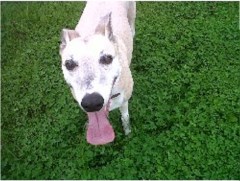 Muddy Paws Pet Services Paignton Devon Logo 