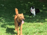 The Good Dog's Club Steyning West Sussex Logo 