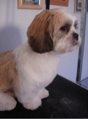 Bark 4 Bubbles Trentham, Stoke On Trent Staffordshire Logo 