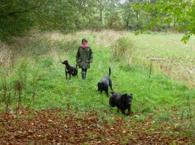 Country Estate Dog Sitting