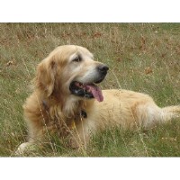 Hairy McClairys Dog Walking Services London Greater London Logo 