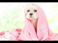 Tails of denbigh Denbigh Denbighshire Logo 