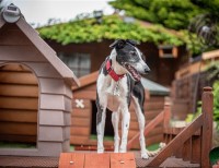 The DogFather Worcester WORCESTER Worcestershire Logo 