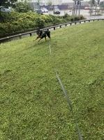 Sam's Paw Prints Brierley Hill West Midlands Logo 