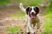 Dogs Plus St Stephens, St Austell Cornwall Logo 