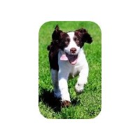 Trudy Swann (Puppy, obedience, agility, behaviour training) Redruth Cornwall Logo 