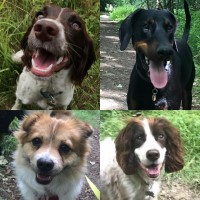 Chiltern Walkies Chesham Buckinghamshire Logo 