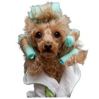 Canine Clip Joint Brighton East Sussex Logo 