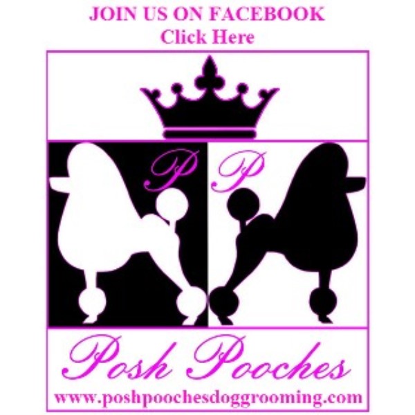 Posh Pooches Dog Grooming, Tipton..