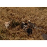 Muddy Paws Rossendale Lancashire Logo 