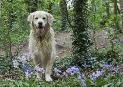 Max & Friends Linlithgow Falkirk Logo 