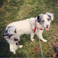 Faithful Friends Animal Care Stafford Staffordshire Logo 